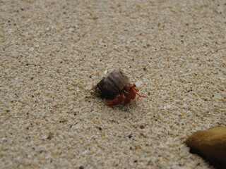 Cangrejo ermitaño en caracola acercamiento en la arena