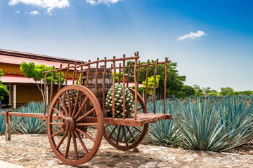 Vintage Wagon at a Mexican Agave Farm