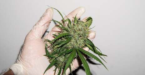 trimming marijuana buds in close-up. The culture of cultivating recreational marijuana in Canada and America in 2020.