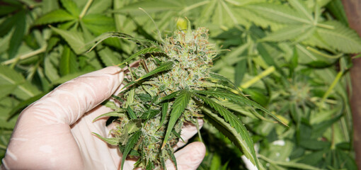 trimming marijuana buds in close-up. The culture of cultivating recreational marijuana in Canada and America in 2020.
