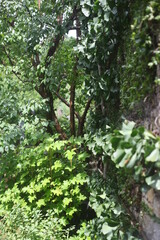 green forest in spring