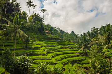Fototapeta na wymiar Rice fields on Bali, Indonesia