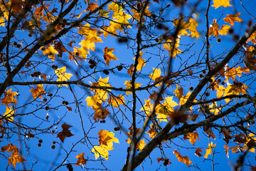 Maple leaves in autumn sunny day on deep blue sky background. 