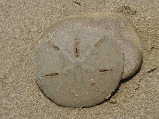 galletas de mar o d&oacute;lares de arena vivo sobre una piedra