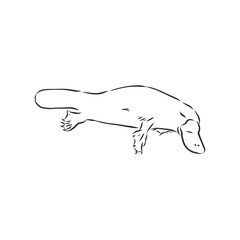 Platypus illustration, drawing, engraving, ink, line art, vector