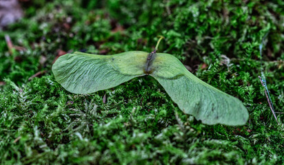 Maple seed on moss floor