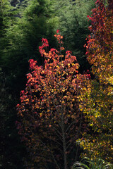 Fototapeta na wymiar Single golden tree at autumn forest.