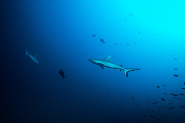Fototapeta premium Two Grey Reef Sharks circling at the Maldives in the Indian Ocean