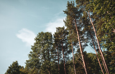 Pine trees in the forest