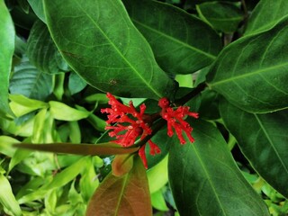 Red small buds with deep green big leafs in the garden