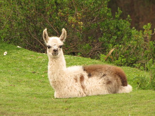 Llama de frente paisaje en Cusco