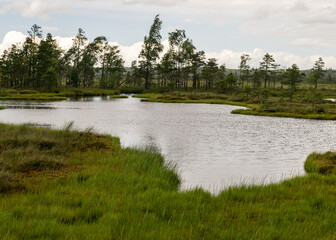 stunning bog views. beautiful clouds. View of the beautiful nature in the swamp - pond, pines, moss. Sunny day. a typical West-Estonian bog. Nigula Nature Reserve