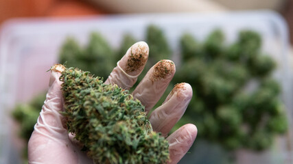 trimming marijuana buds in close-up. The culture of cultivating recreational marijuana in Canada...