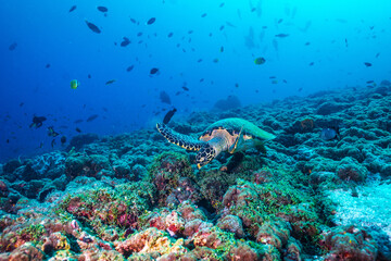 Obraz na płótnie Canvas Sea Turtle at a Coral Reef at the Maldives
