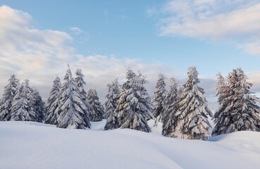 Cloudy sky. Magical winter landscape with snow covered trees at daytime