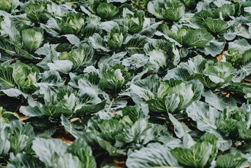 Fresh cabbage in the agricultural farm.