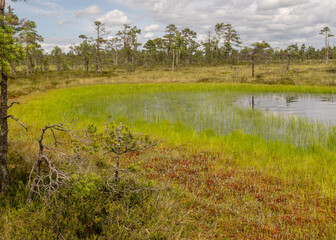stunning bog views. beautiful clouds. View of the beautiful nature in the swamp - pond, pines, moss. Sunny day. a typical West-Estonian bog. Nigula Nature Reserve