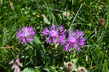 Fleurs d'alpage 15