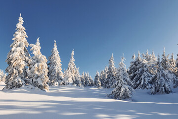 Fototapeta premium Clear blue sky. Magical winter landscape with snow covered trees at daytime