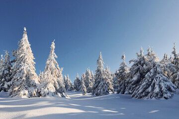 Obraz premium Sunny weather. Magical winter landscape with snow covered trees at daytime