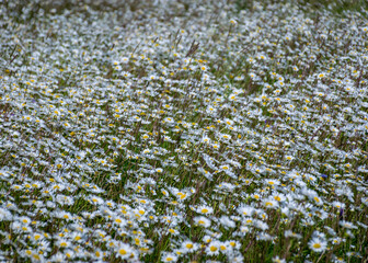white daisy flower background, background wallpaper, field with daisies, summer