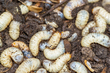 larvae of the may beetle white large worms for fishing. selective focus