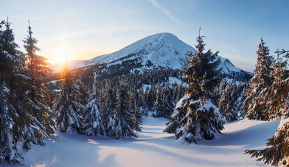 Majestic Petros mountain illuminated by sunlight. Magical winter landscape with snow covered trees at daytime