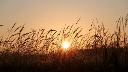 Fototapeta na wymiar Silhouette of grass against the golden sunset background in summer time. Banner size.