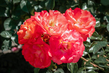 colourful close up of several red and orange rose flower heads of the german gebrueder grimm rose
