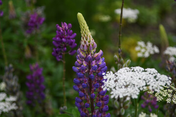 Lupin (Lupinus)