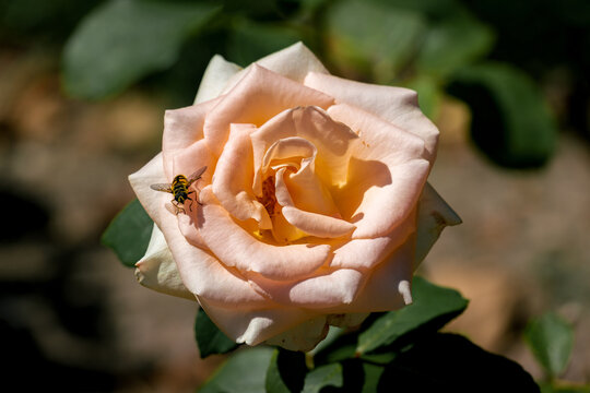 A bee on an orange "Osiana" rose head