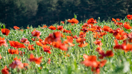 bright red poppies, fragments of poppy petals on a blurred background