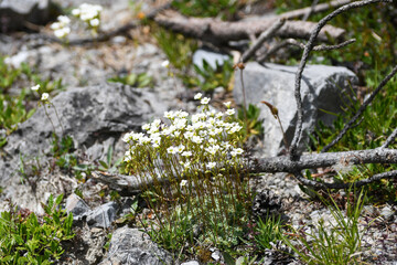 Fleurs d'alpage 05