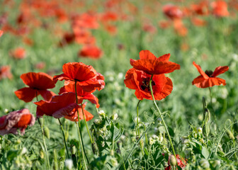 bright red poppies, fragments of poppy petals on a blurred background