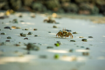 Ghost Crab on a Maldives Beach