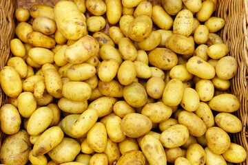 Fresh organic young potatoes sold in the market. Traditional bazaar.Trade in farm products. Selective focus.