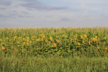 a row of yellow sunflowers in front of a corn field in the dutch countryside in summer