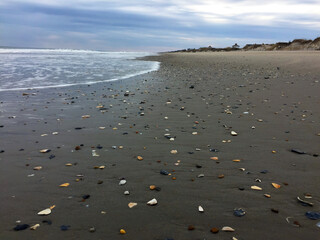 Beach shore with seashells strewn across the side