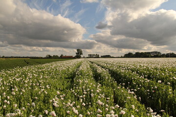 a field with rows of white blooming papaver poppy plant flowers and a blue sky with big white clouds floating through the sky at a stormy day in zeeland, the netherlands in summer