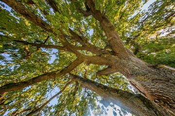 Arbre