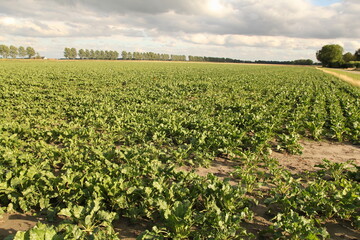 Fototapeta na wymiar a big field with beet plants and a sky full of clouds in zeeland, the netherlands in springtime
