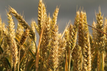 yellow wheat ears closeup in the fields in the netherlands and a dark sky in the background