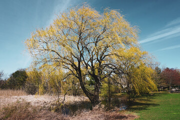 Fototapeta premium tree