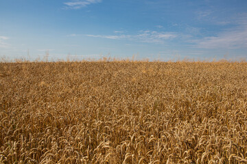 Wheat field, ripe golden grains ready for harvest, nature background