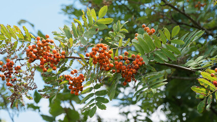 (Sorbus aucuparia) Vogelbeerebaum oder Gemeine Eberesche mit essbar leuchtend roten und orange...