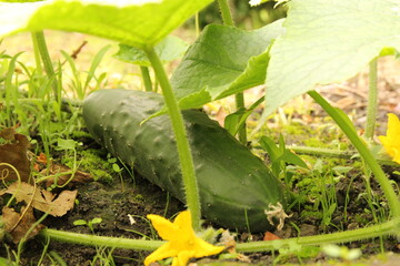 Obraz premium a green cucumber is lying behind a yellow flower of the plant in the vegetable garden in summer