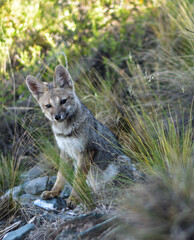 Baby fox in natural habitat, mountains of Argentina, Las Vegas