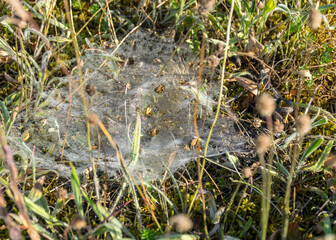 a beautiful spider web photographed at first light in the morning on the seashore of a island in Saaremaa