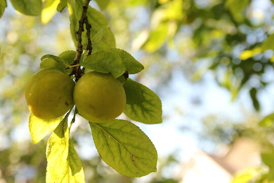two delicious yellow plums at a branch of a plum tree closeup in summer in the orchars and a blue sky in the background