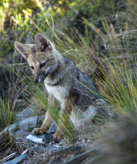 Baby fox in natural habitat, mountains of Argentina, Las Vegas